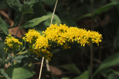 Solidago velutina
