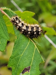Acronicta longa