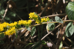 Solidago velutina