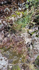 Trichophorum cespitosum