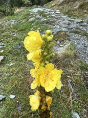 Verbascum densiflorum