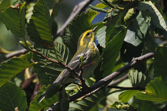 Setophaga townsendi