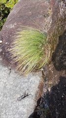 Trichophorum cespitosum