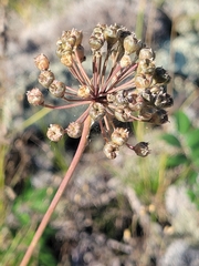 Aralia hispida