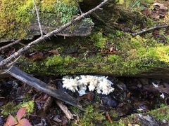 Hericium