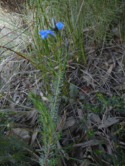 Lechenaultia biloba