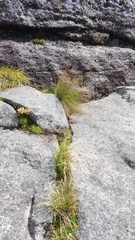 Trichophorum cespitosum