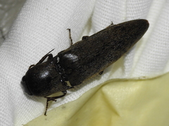 Orthostethus infuscatus
