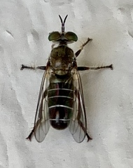 Atomosia puella