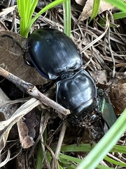 Pasimachus elongatus