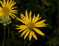 Silphium terebinthinaceum