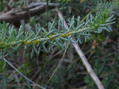 Lechenaultia biloba