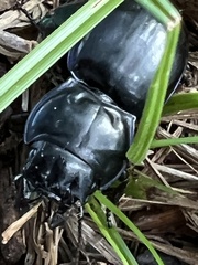 Pasimachus elongatus