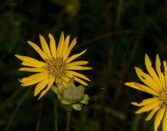 Silphium terebinthinaceum