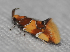 Epicallima argenticinctella