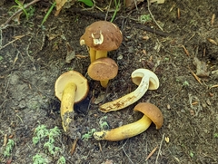 Aureoboletus roxanae