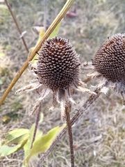 Rudbeckia hirta