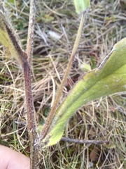 Rudbeckia hirta