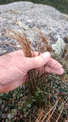 Oreojuncus trifidus