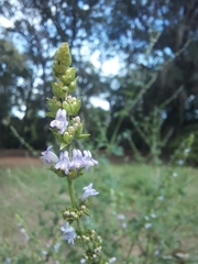 Salvia plebeia