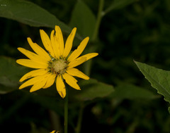 Silphium terebinthinaceum