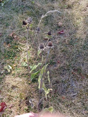 Rudbeckia hirta