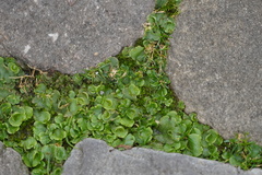 Lunularia cruciata