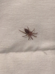 Scotophaeus blackwalli