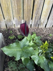 Arum palaestinum