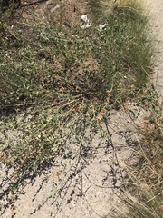 Sphaeralcea fendleri