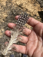 Numida meleagris domesticus