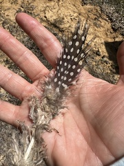 Numida meleagris domesticus