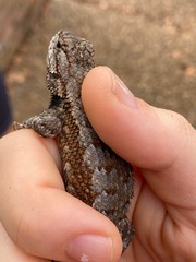 Sceloporus consobrinus