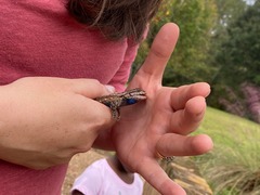 Sceloporus consobrinus