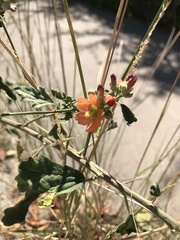 Sphaeralcea fendleri