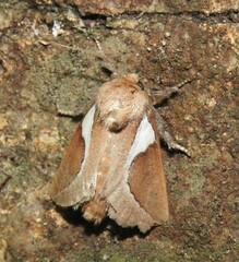 Prolimacodes trigona