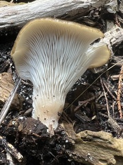 Hohenbuehelia petaloides