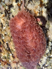 Aeolidia