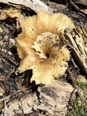 Hohenbuehelia petaloides