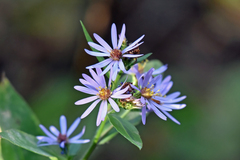 Symphyotrichum ciliolatum