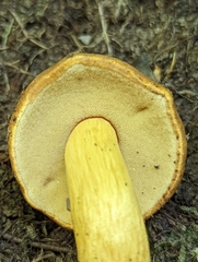 Aureoboletus roxanae