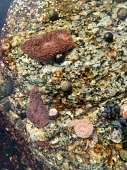 Aeolidia