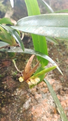 Maxillaria