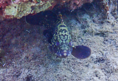 Epinephelus marginatus
