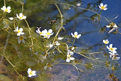 Ranunculus trichophyllus
