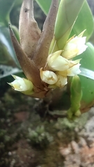 Maxillaria