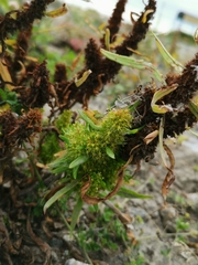 Rumex maritimus