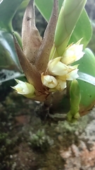Maxillaria