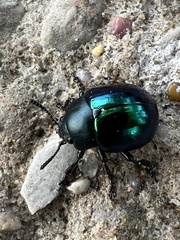 Leptinotarsa haldemani