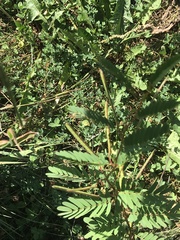 Chamaecrista fasciculata